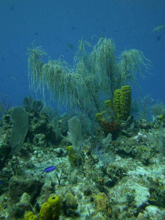Banco de corais no Randy's Gazeboo, em Little Cayman, nas Ilhas Caiman